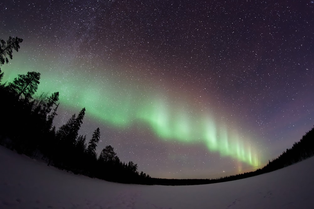Blick aus der Wurmperspektive auf Polarlichter über hohen Bäumen
