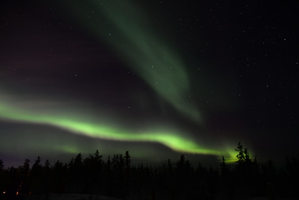 Silueta de árboles bajo aurora verde