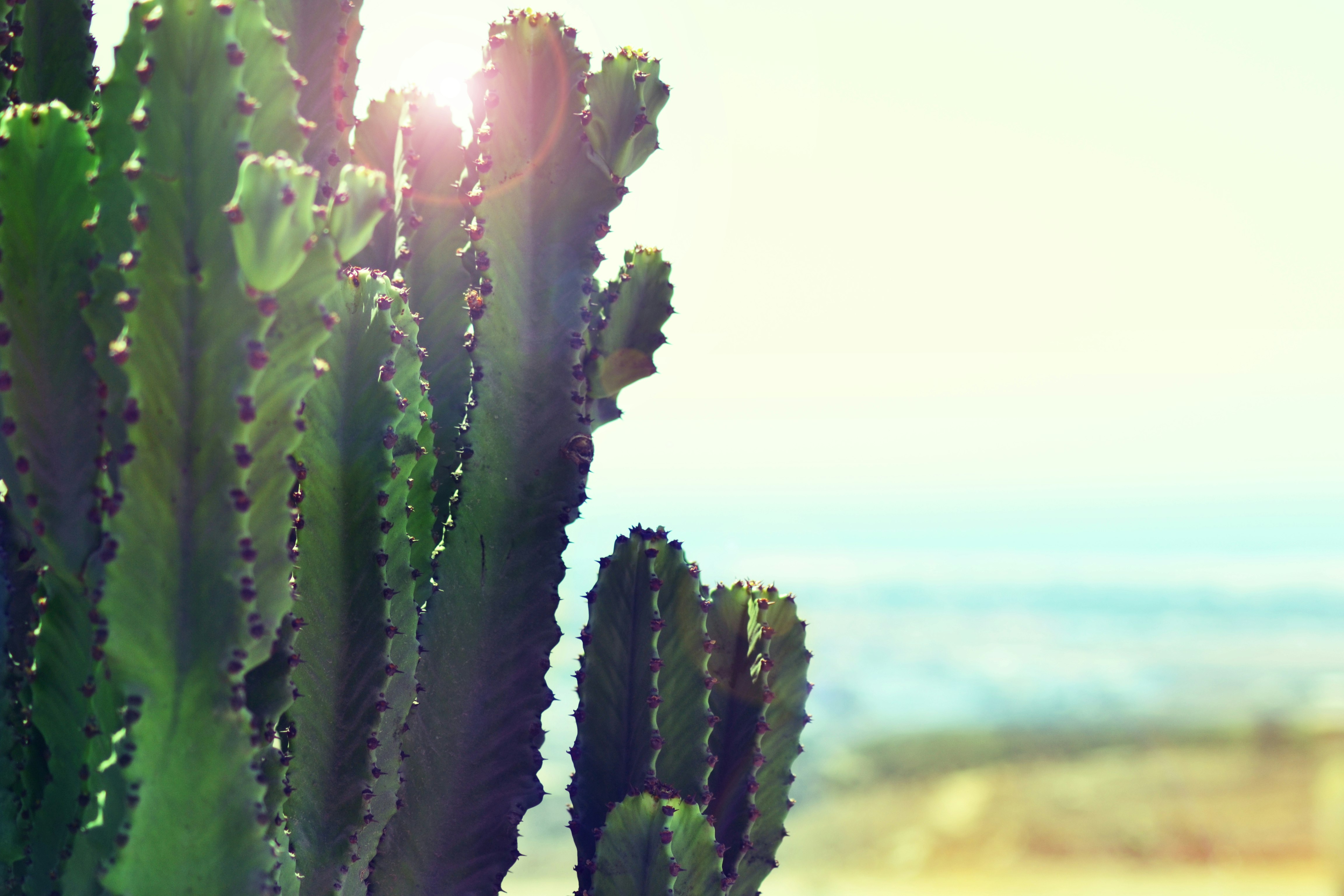 cacti near ocean during daytime
