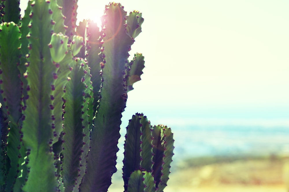 cacti near ocean during daytime