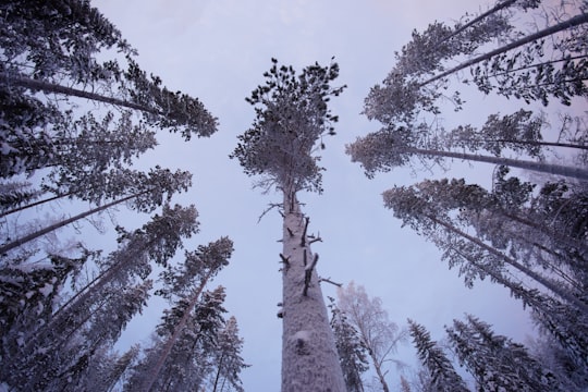 worm's eye-view of forest in Lapland Finland