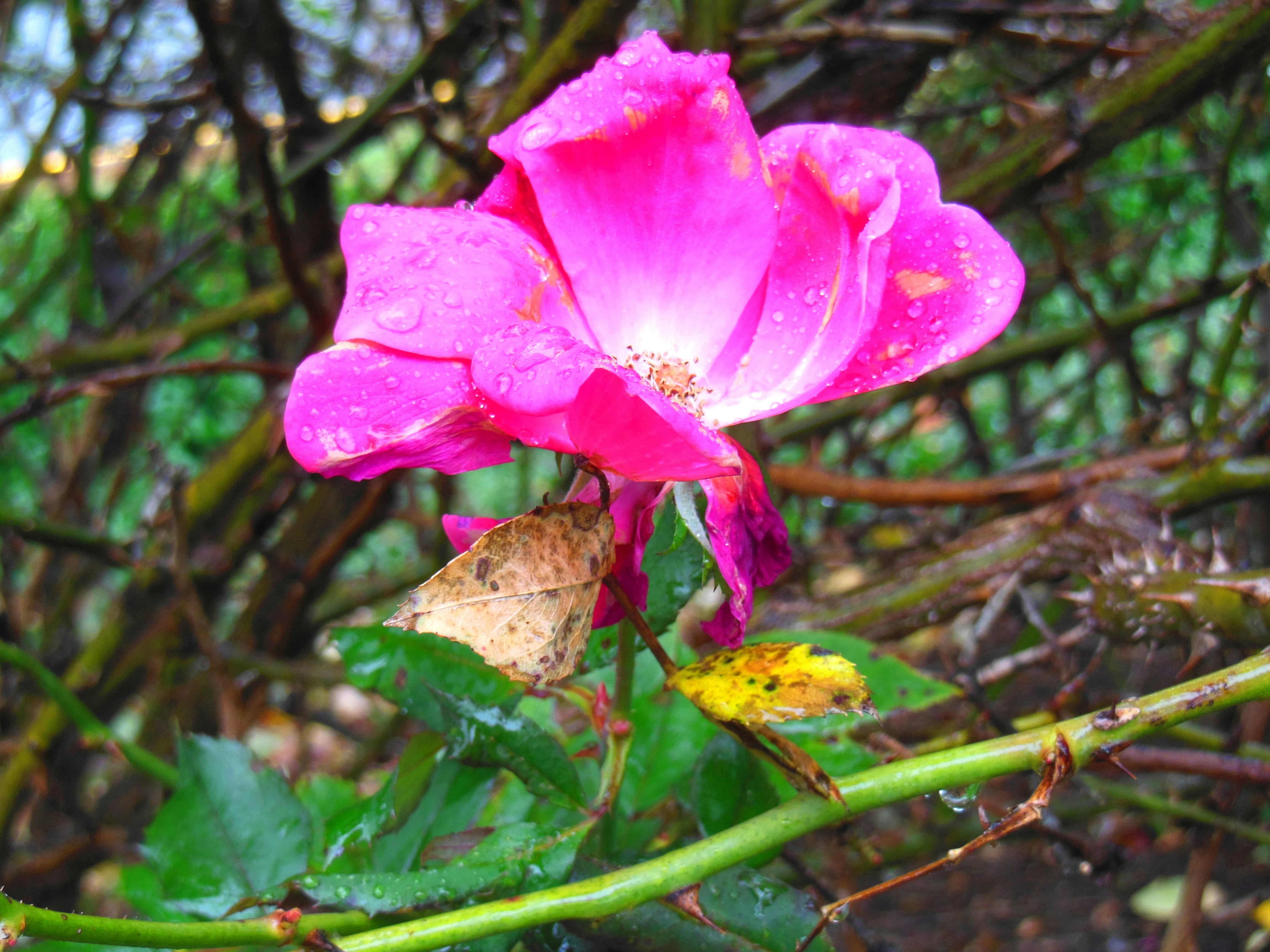 Free Unsplash photo from dsa adssd