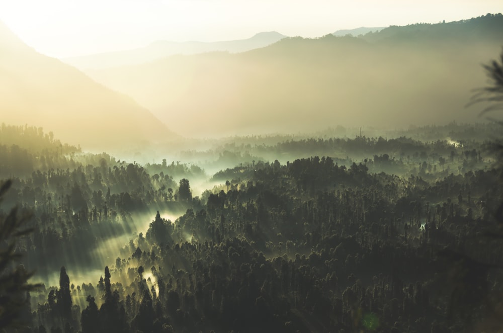 luce del sole attraverso alberi e montagne