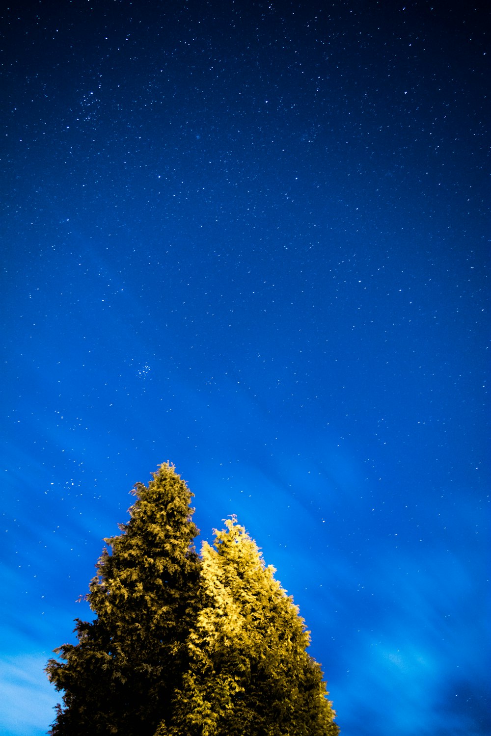 braun belaubte Bäume in der Nacht