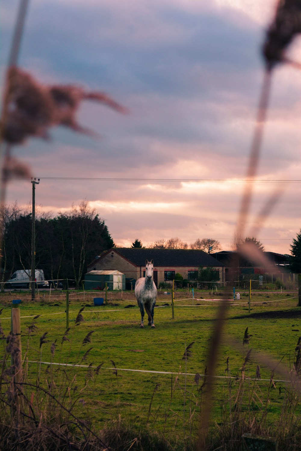 white horse on green field viewing houses under white and blue sky during daytime