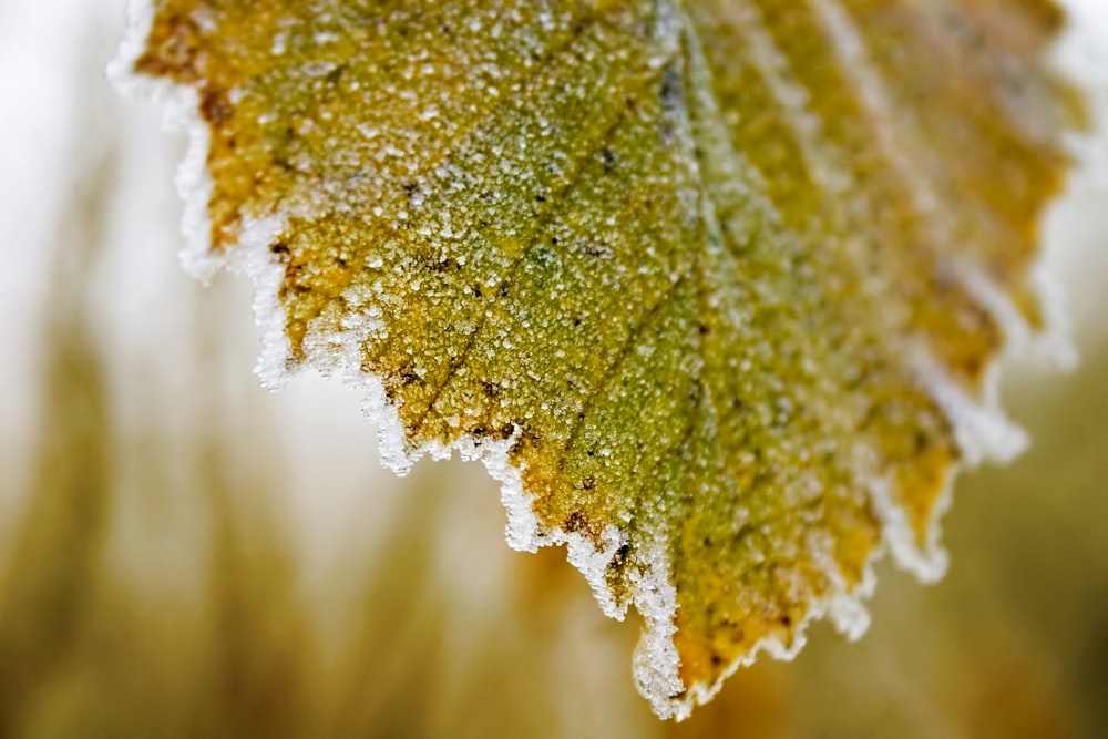 Flachfokusfotografie von grünem und braunem Lea