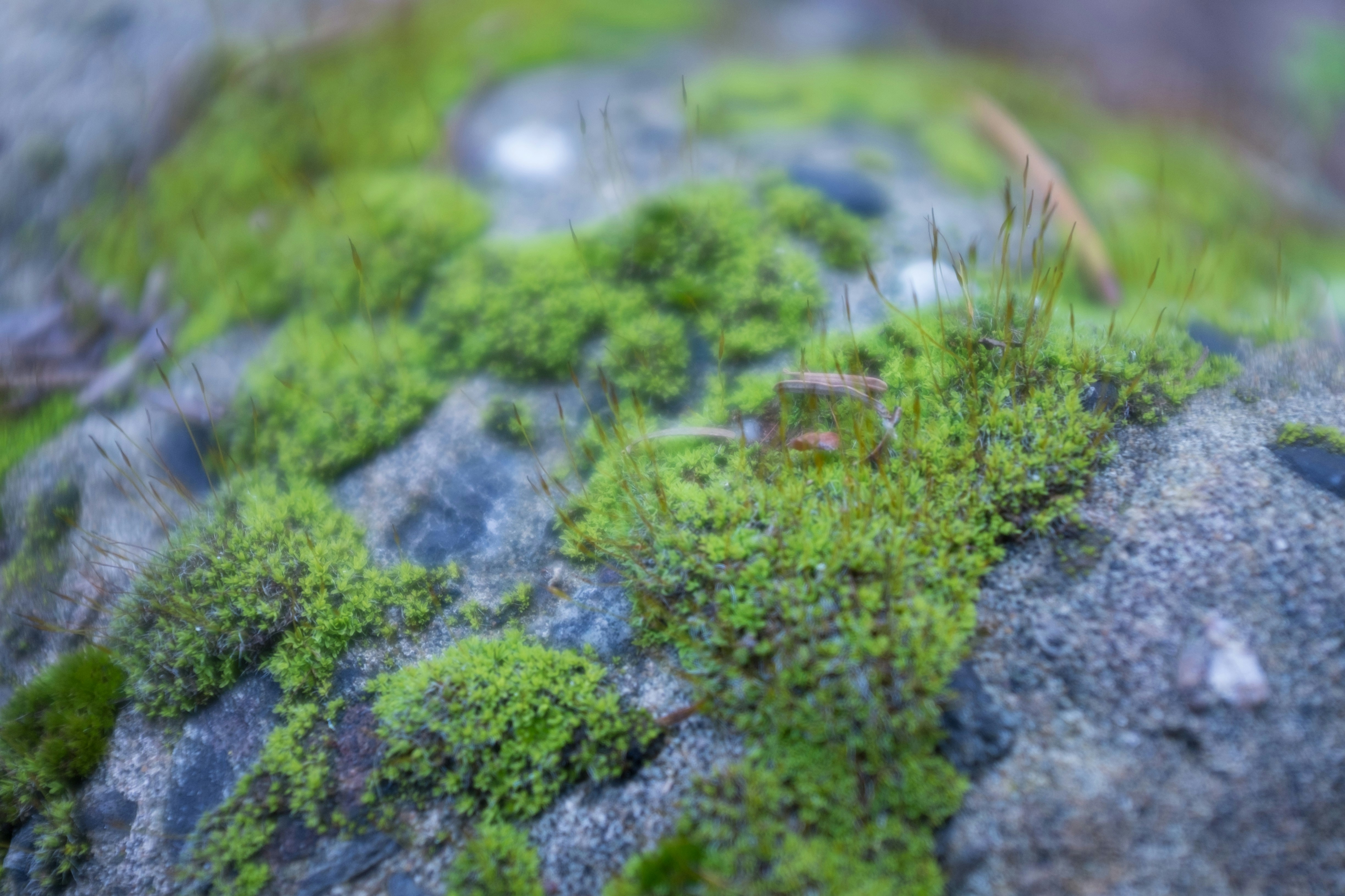 Free Unsplash photo from Garret Voorhees