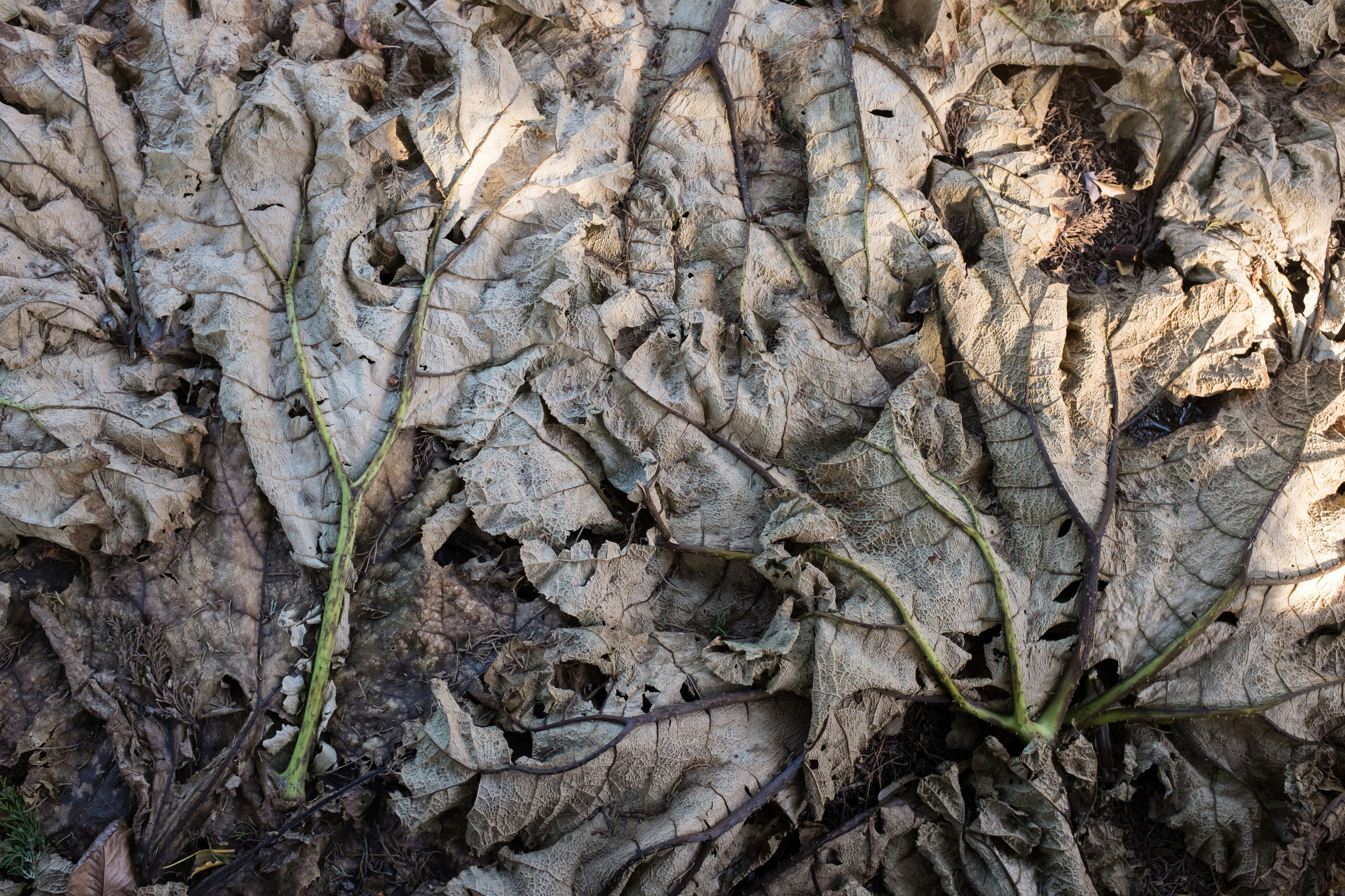 Free Unsplash photo from Garret Voorhees