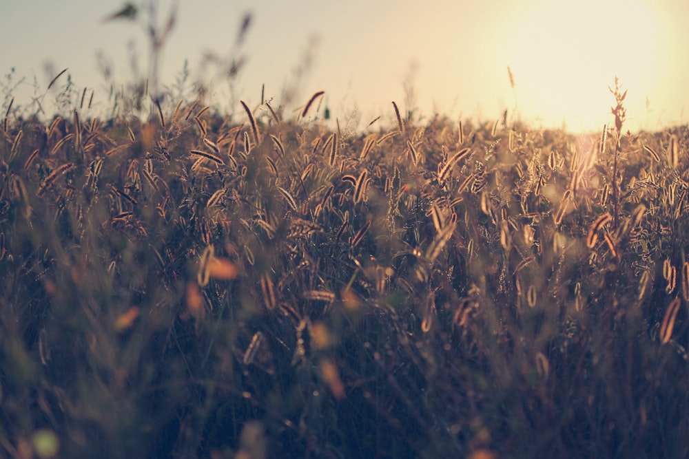 wheat field during day time