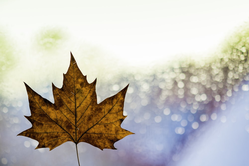 maple leaf illustration