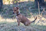 A small brown dog with a black collar sits attentively on grass with a blurred background of trees and foliage.