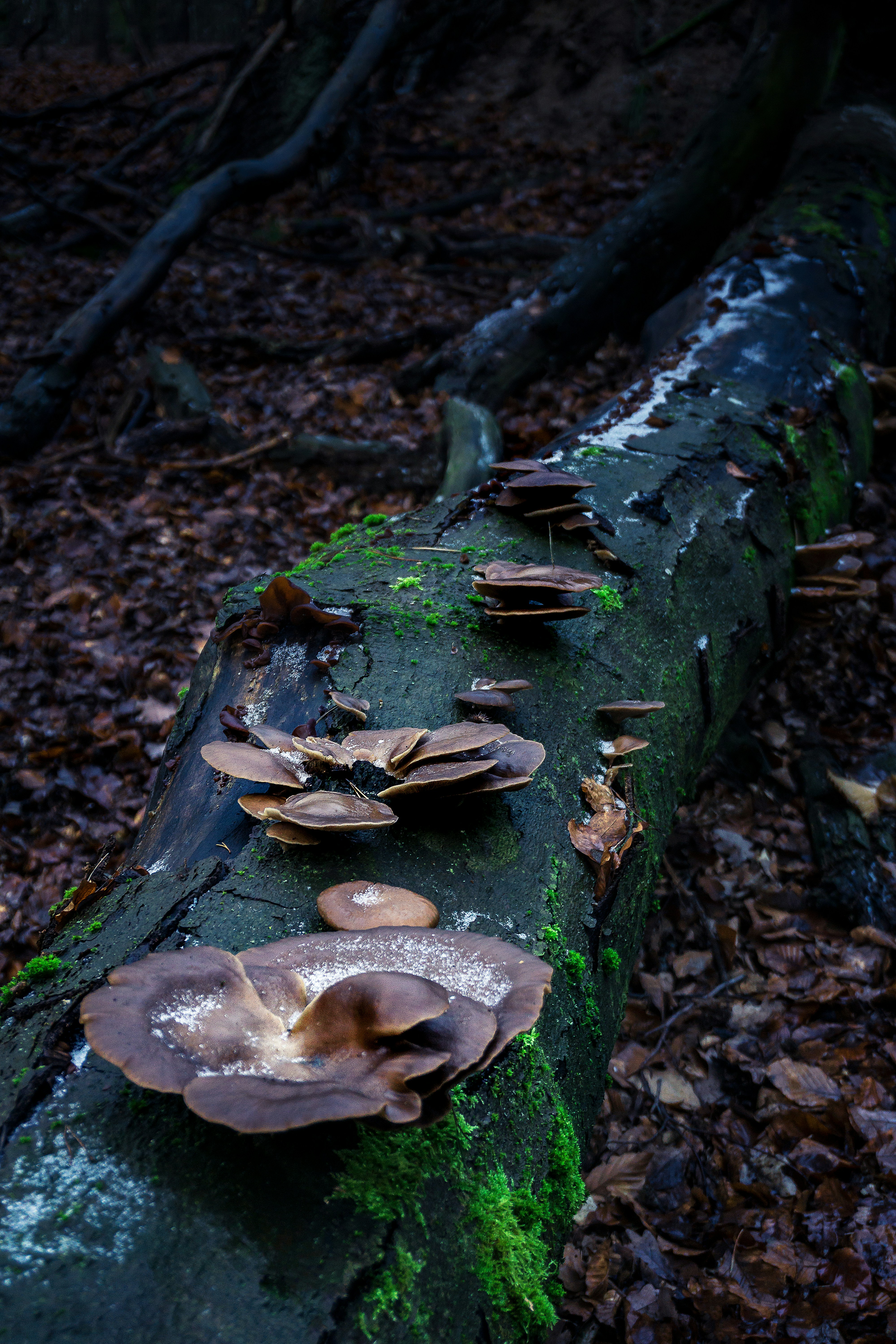 Free Unsplash photo from Paul Schmuck