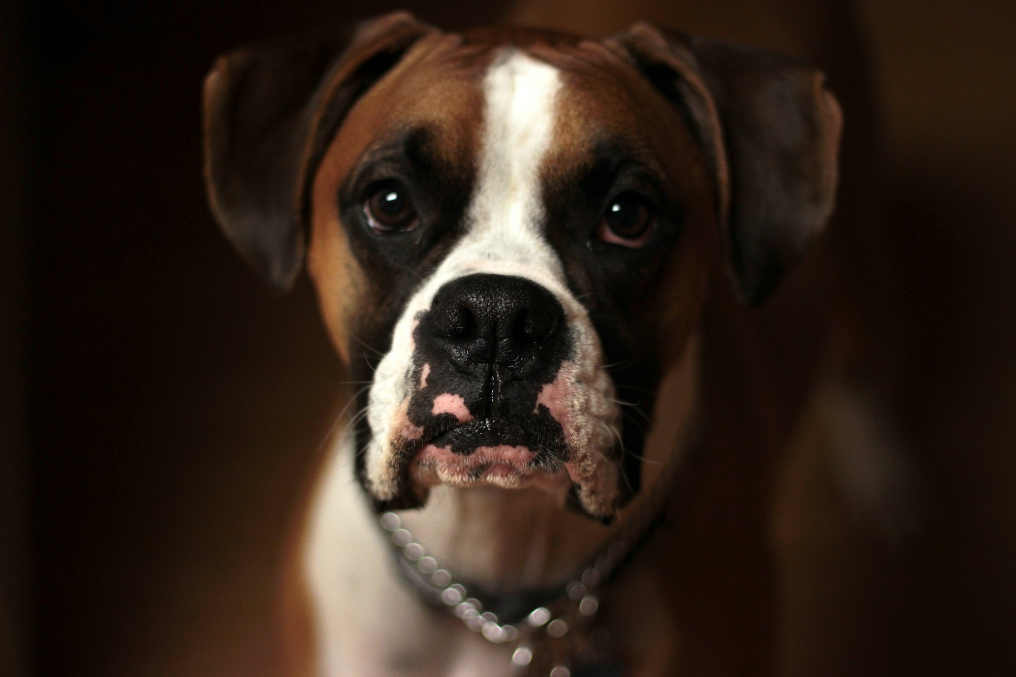 bulldog breeds