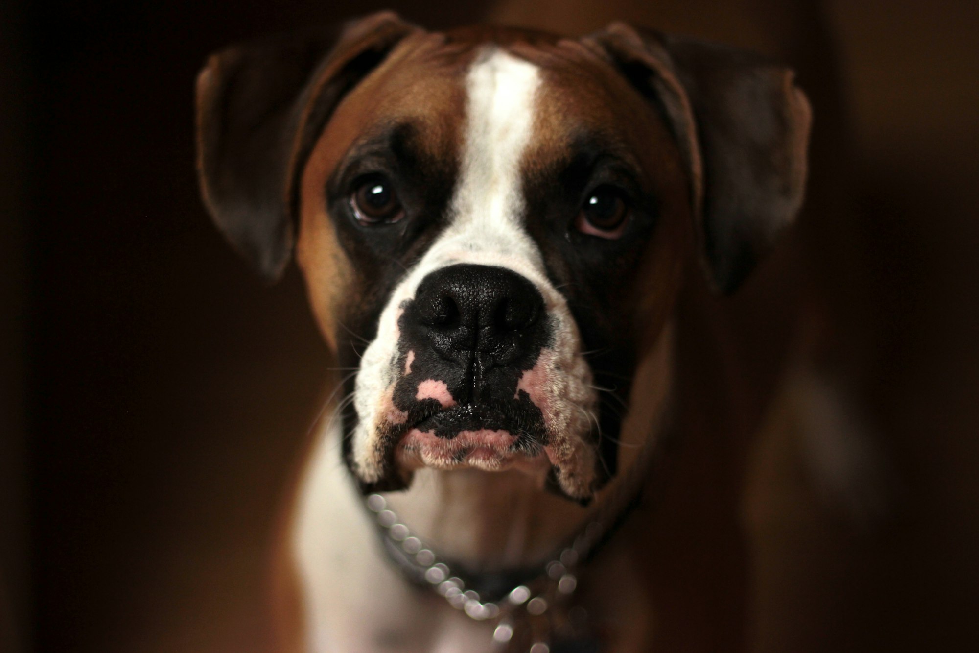 Are Boxer Dogs Smart?