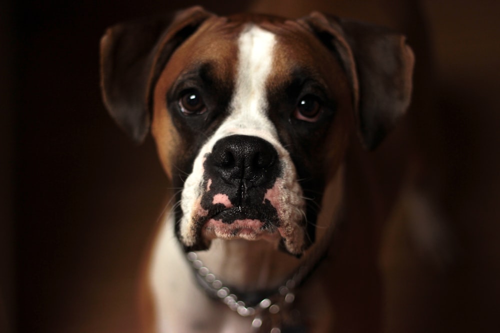 selective focus photo of brown and white puppy
boxer dog