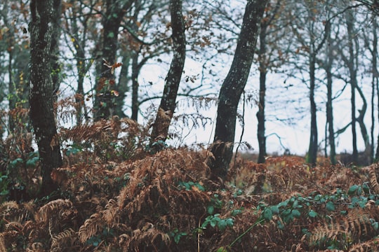 trees at the forest view during daytime in Biarritz France