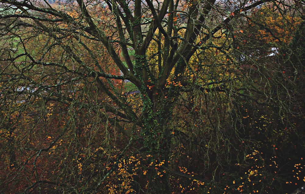 tree with green vines