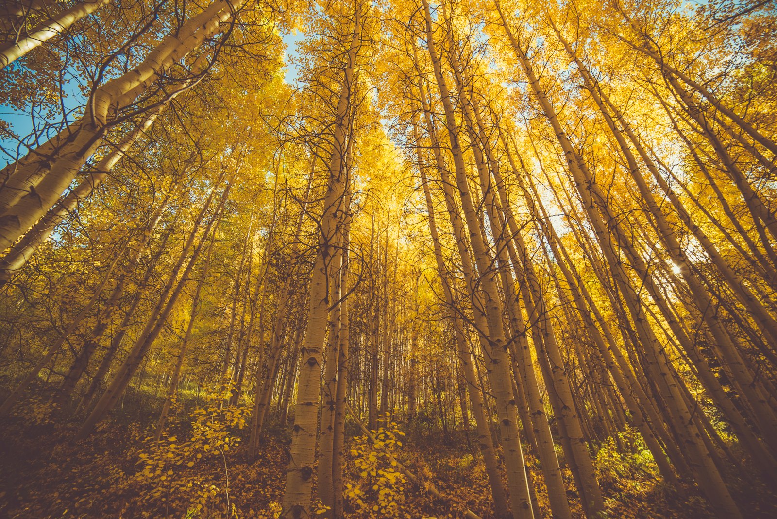 Nikon D750 + Samyang 14mm F2.8 ED AS IF UMC sample photo. Brown forest trees photography