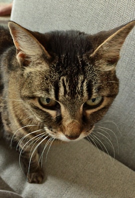 A close-up view of a tabby cat with distinctive stripes and piercing eyes. The cat is on a textured fabric surface, and its whiskers are prominently displayed.