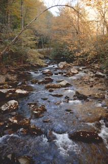 A peaceful stream flowing through a birch grove in autumn.