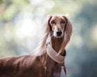 short-coated brown dog