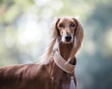 short-coated brown dog