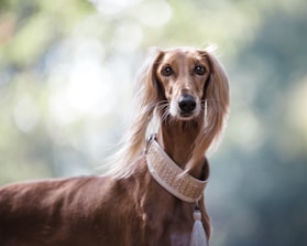 A slender and elegant dog with long ears and sleek brown fur stands against a blurred background of soft greens and whites. The dog is wearing an ornate collar, giving it a regal appearance.