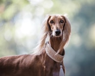 short-coated brown dog