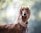 A slender and elegant dog with long ears and sleek brown fur stands against a blurred background of soft greens and whites. The dog is wearing an ornate collar, giving it a regal appearance.
