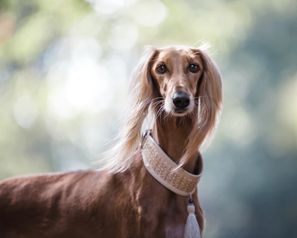 Profile of an elegant dog with a sleek black and beige collar posing in front of a soft beige backdrop.