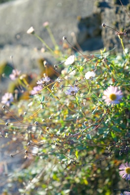 Large-scale botanical artwork featuring a cluster of wildflowers in soft pastel tones.