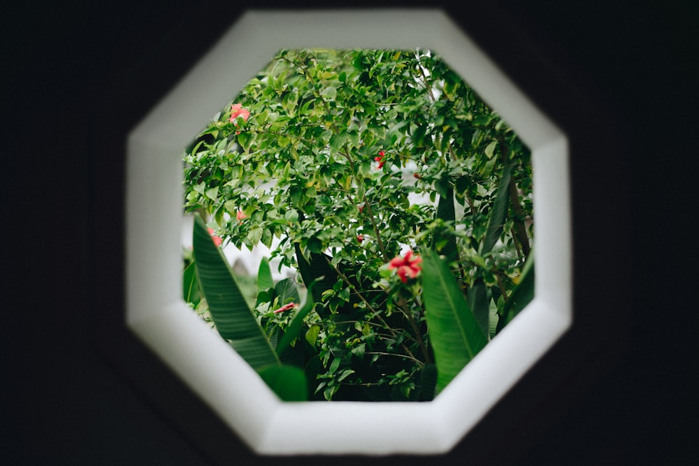 a través de la foto de la ventana con la vista de la planta de hojas verdes