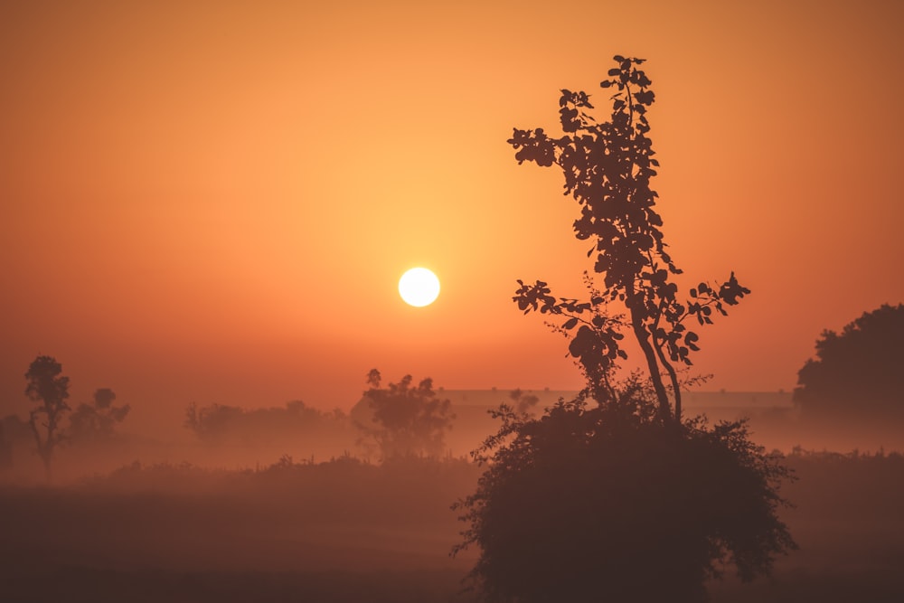 silhouette photo of plant during golden hour