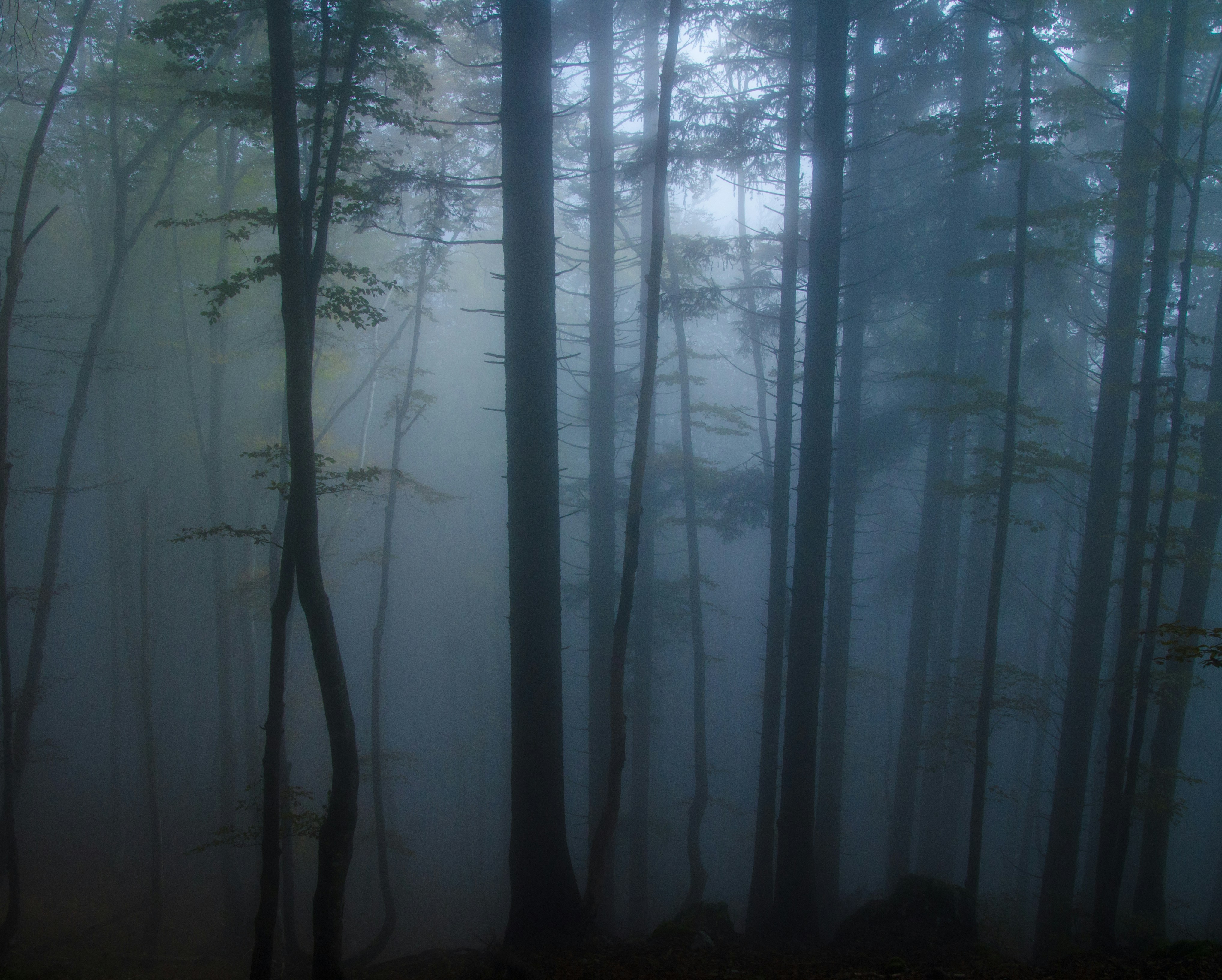 Gravure « Forêt enchantée »
