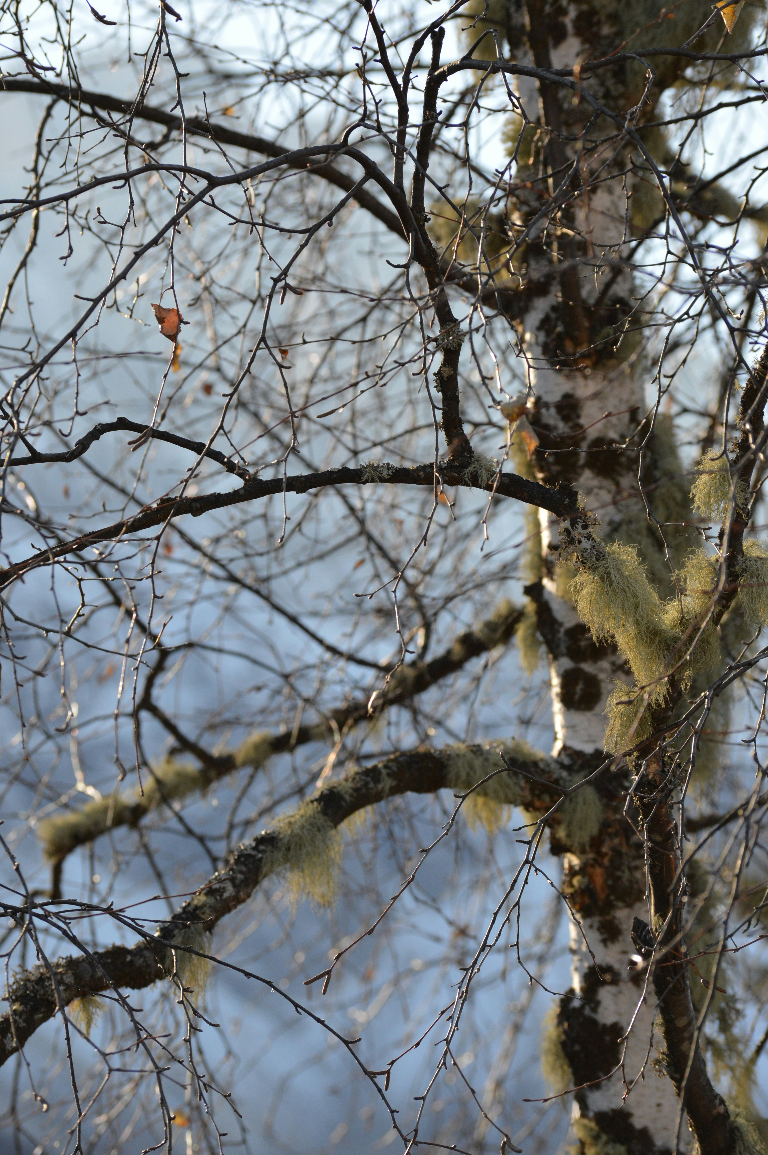 Free Unsplash photo from Emily Baruffaldi