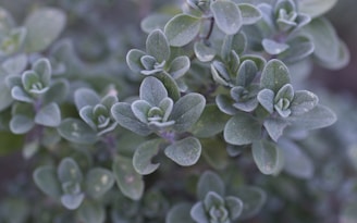 A close-up of rich, deep green leaves with a fine mist of perfume spray shimmering delicately in the air.