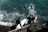 Surfers are entering the ocean, carrying their boards down a rocky staircase. The water is choppy with visible waves and a surfer is already paddling out. They are all wearing wetsuits, indicating cooler water temperatures.