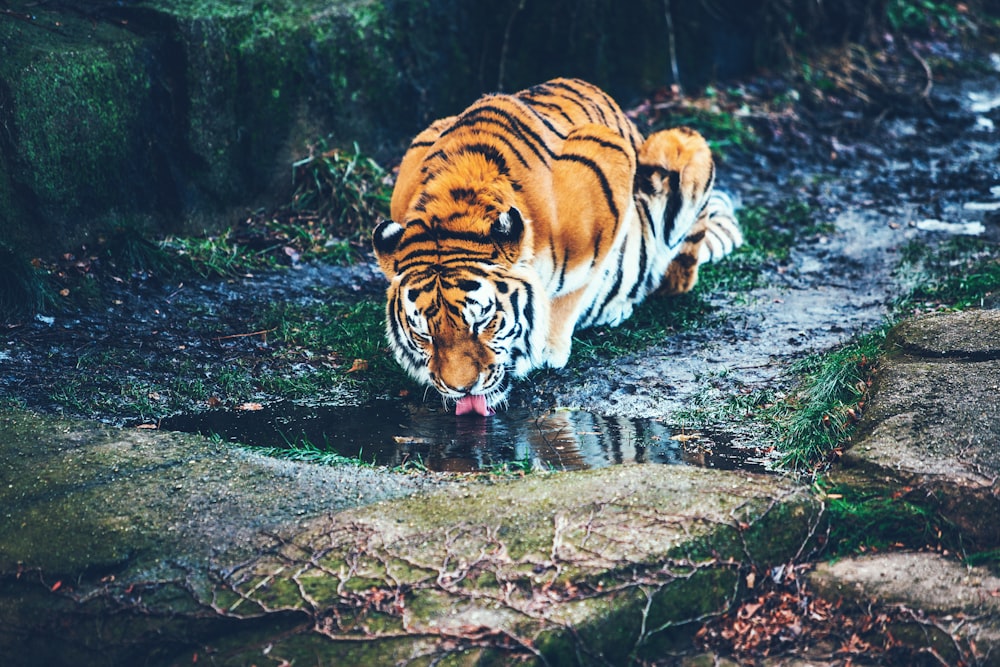 brown tiger drinking water