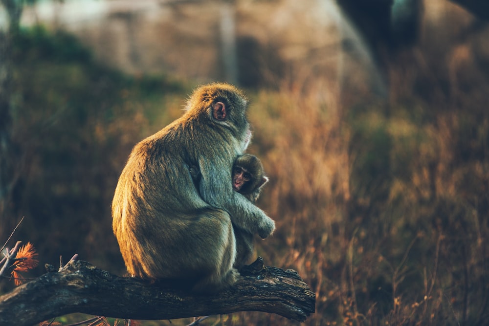 Flachfokus-Fotografie von braunen Affen