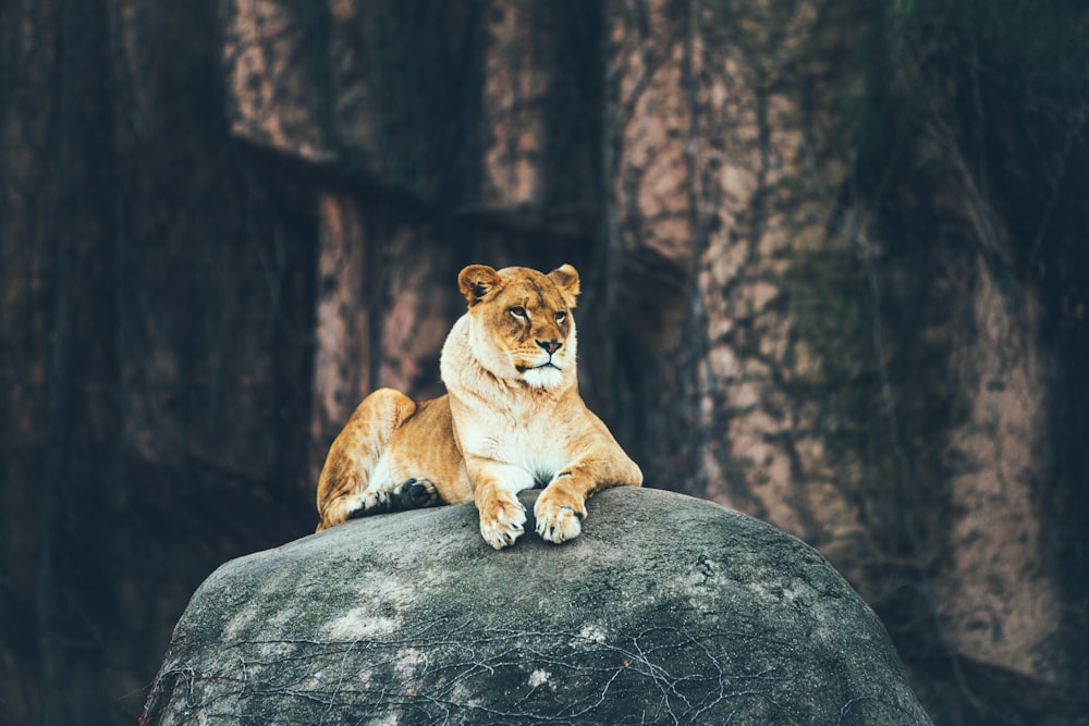 Lionne couchée sur la roche grise