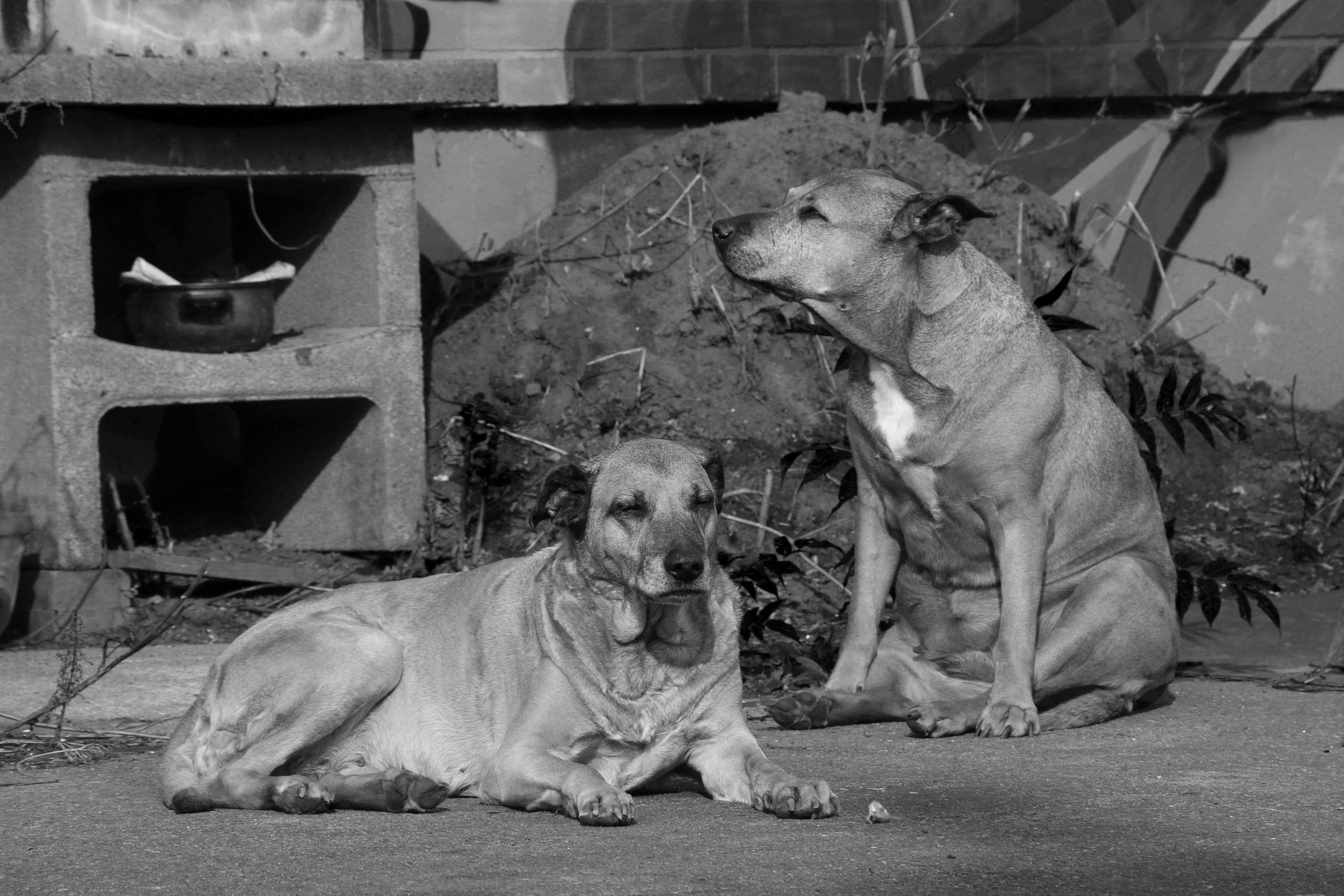 Free Unsplash photo from Raphael Bruno