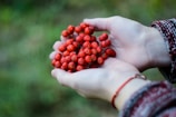 A person gently holds a handful of small, round, red berries in their open palms. The focus is on the vibrant berries against a blurred natural background. The person wears a red and black patterned sleeve and a thin red bracelet on one wrist.