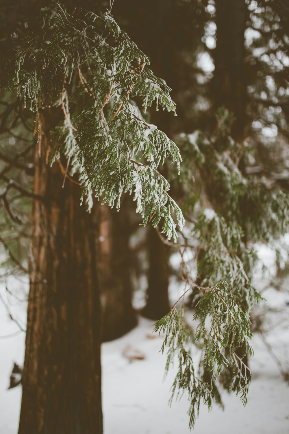 겨울철 푸른 나무의 얕은 초점 사진