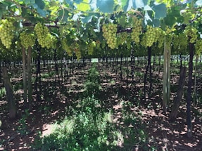 A welcoming vineyard entrance with sunlit grapevines in the Hérault valley.
