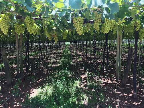 A welcoming vineyard entrance with sunlit grapevines in the Hérault valley.