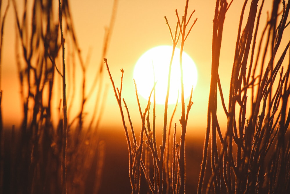 shallow focus photography of grains with sun