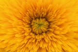 close up photo of yellow clustered flower