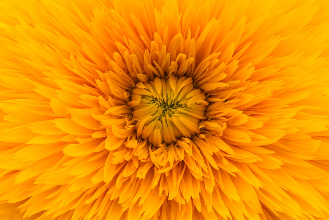 close up photo of yellow clustered flower
