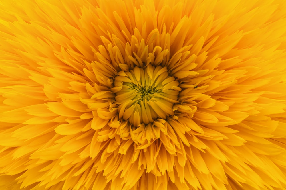 close up photo of yellow clustered flower