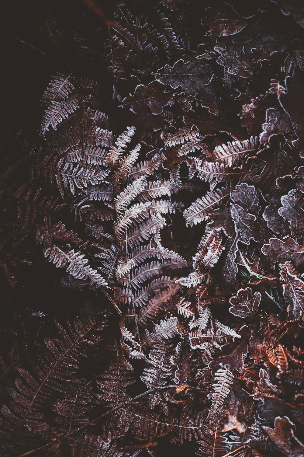 Fotografia plana da planta da samambaia marrom